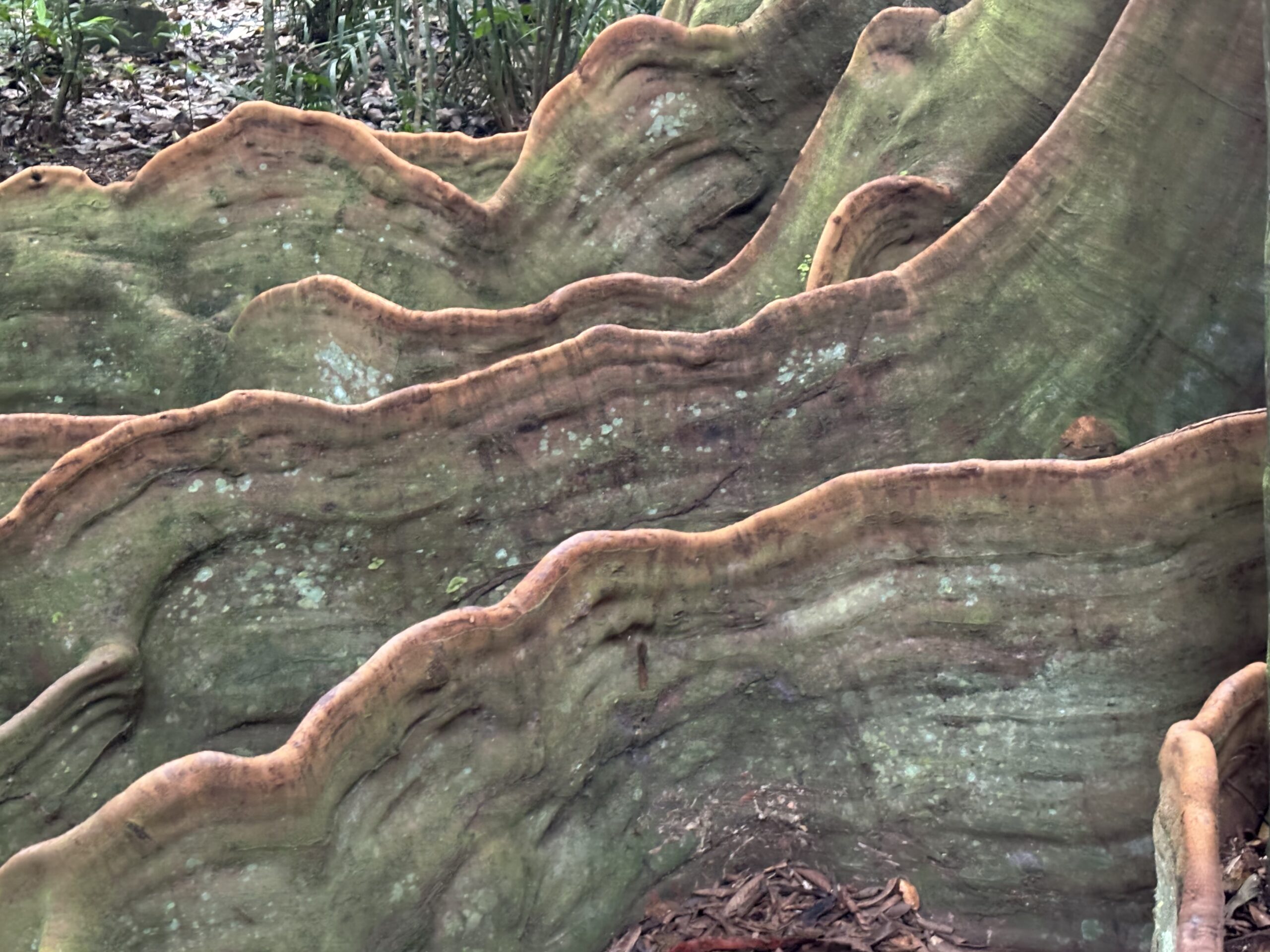 Layered buttress roots of a tropical forest tree