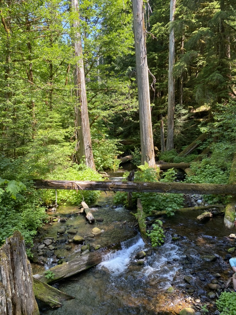 Forest stream surrounded by dense green vegetation and tall trees