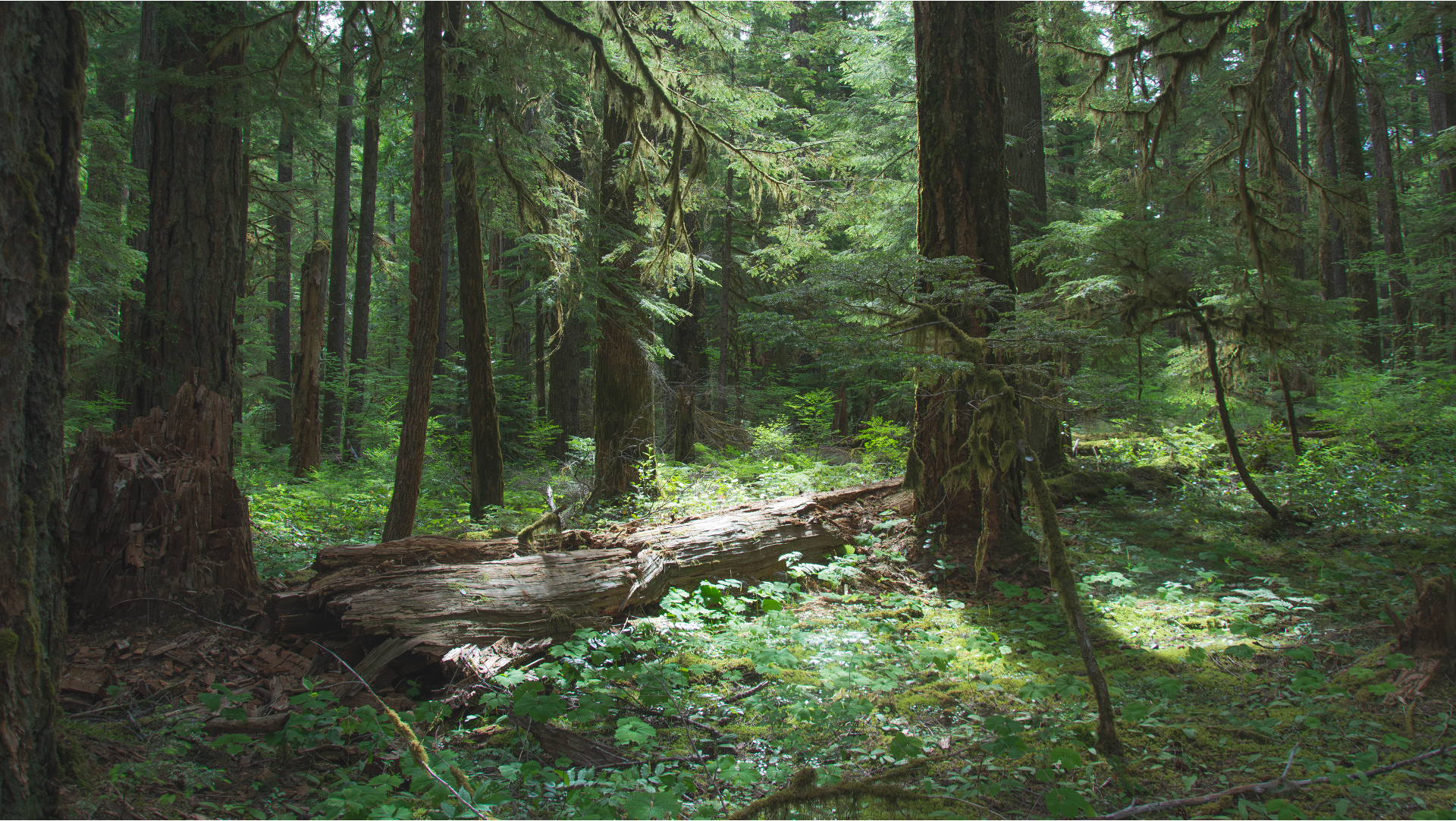 Old-growth temperate forest at the Wind River Forest Dynamics Plot in Washington