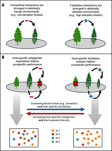 Conceptual diagram showing how competitive, facilitative, and host-specific plant–microbe interactions change with abiotic stress