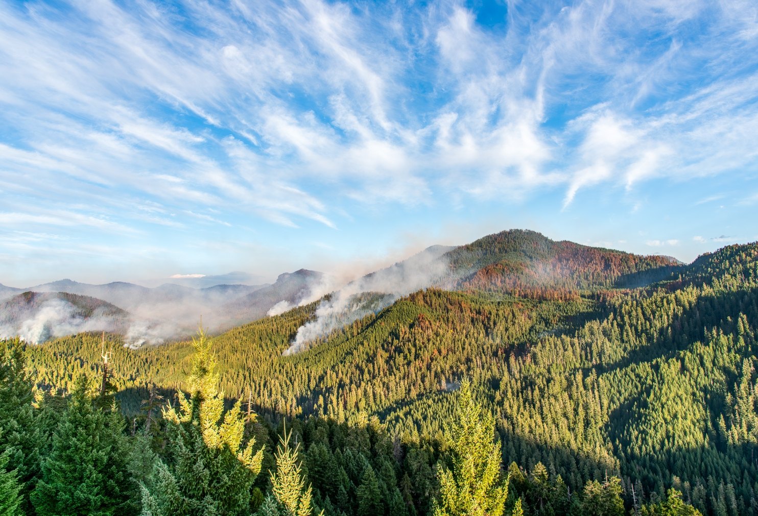 Forested mountains at the H.J. Andrews Experimental Forest in Oregon