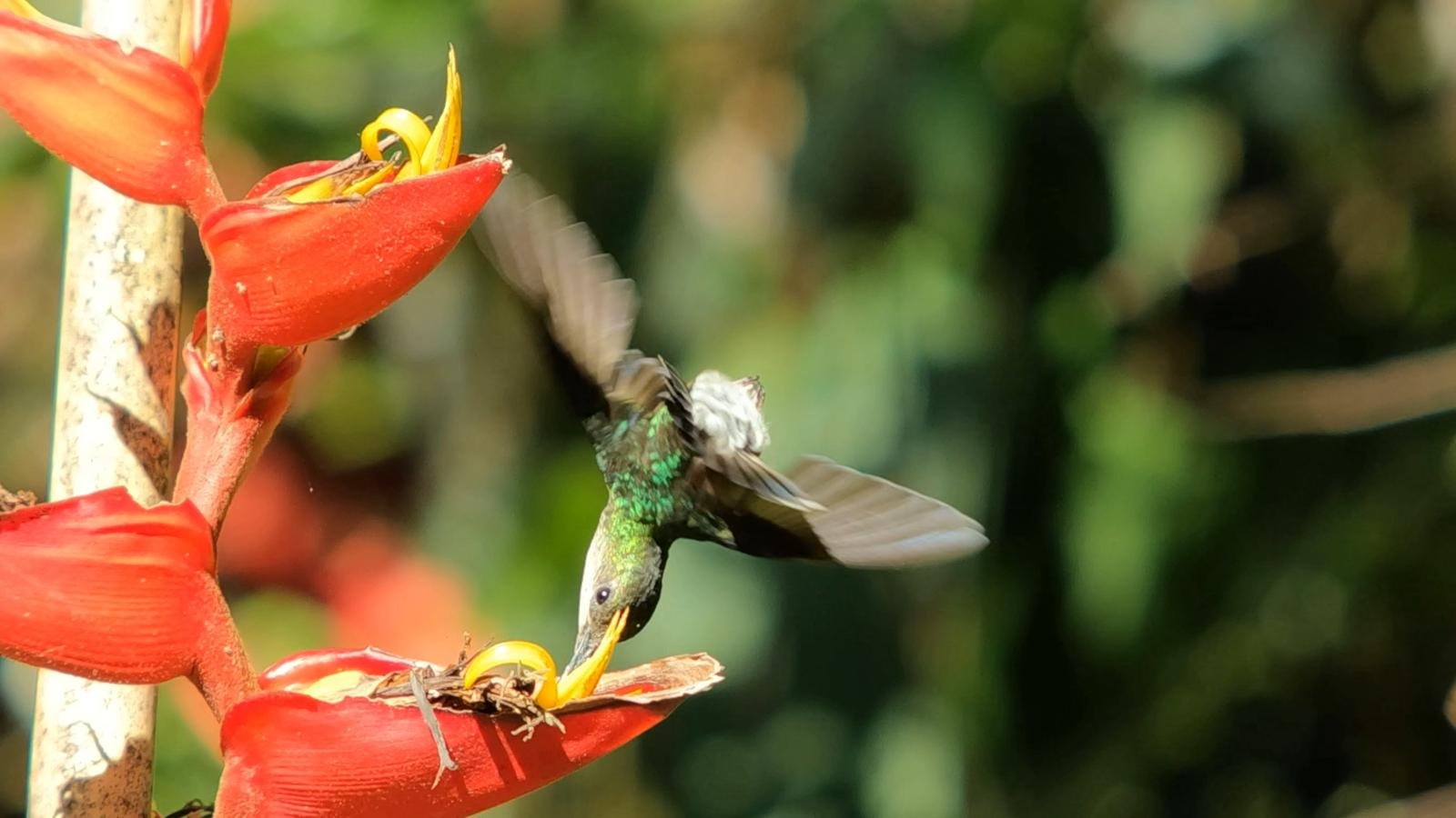 Hummingbird visiting a red Heliconia flower