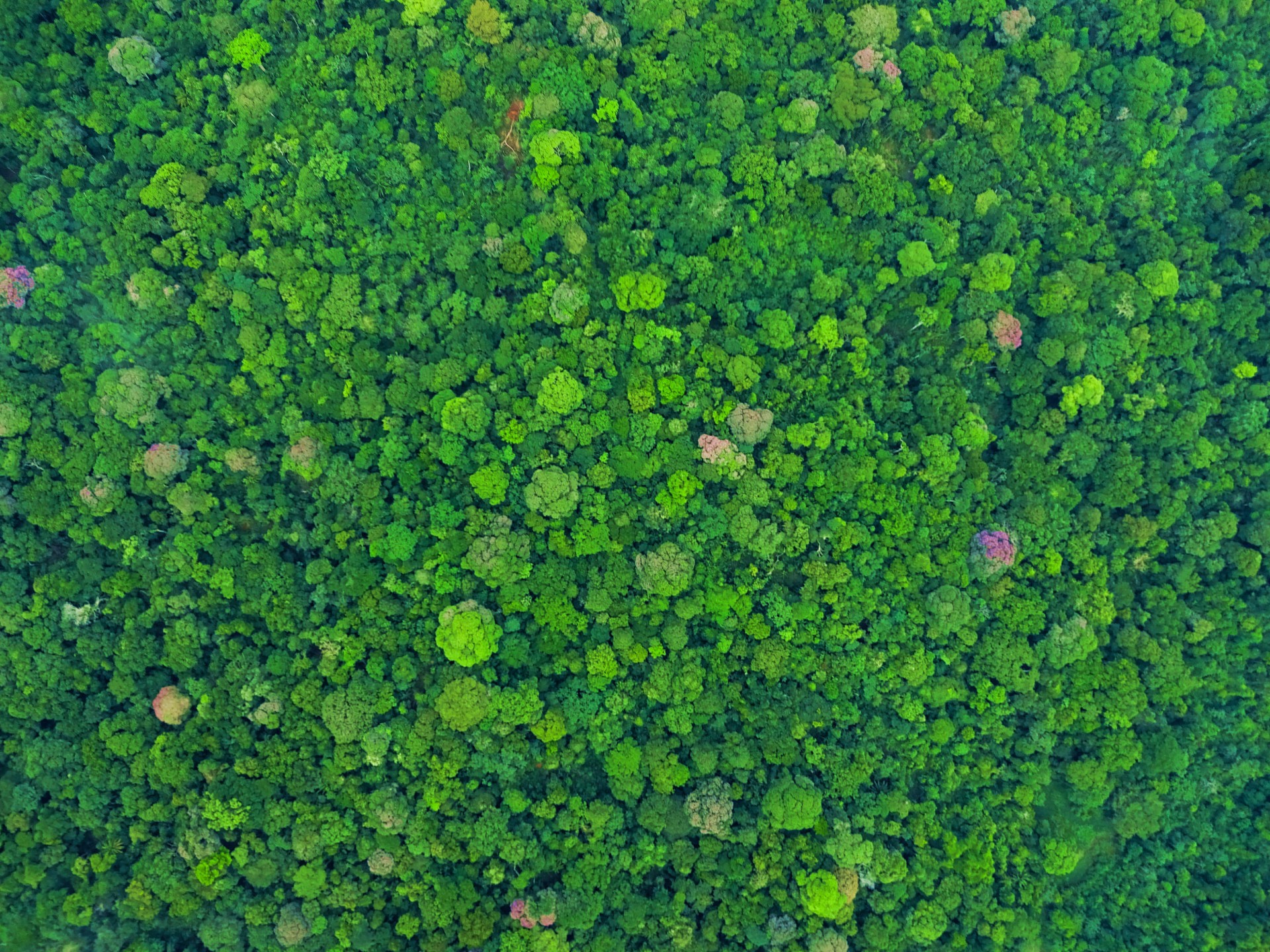 Drone view of the tropical forest canopy on Barro Colorado Island, Panama