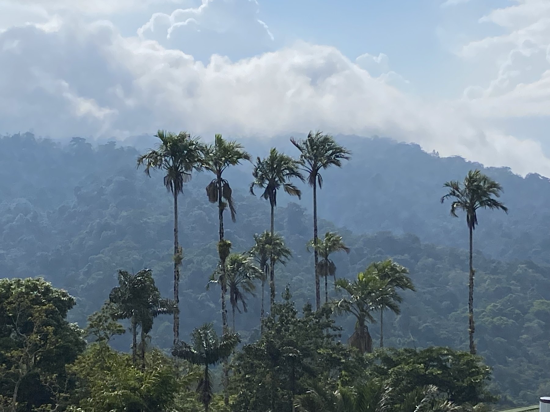 Palms rising above a mountainous tropical forest landscape