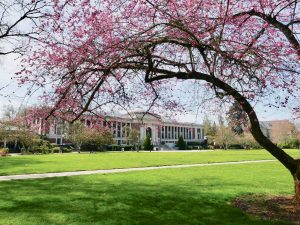 Cherry trees blooming on OSU's MU Quad