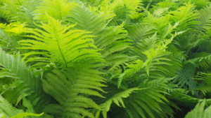 ferns