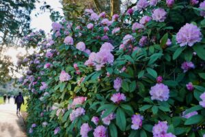 rhododendron blooming at OSU