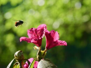 Bumblebee and Rhododendron Blossom