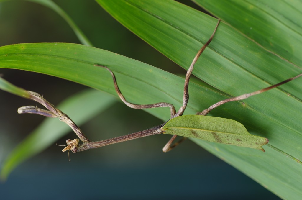 Asian preying mantis, humming birds
