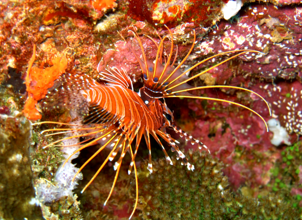 The Lionfish's Roaring Impacts on Ocean Fish Populations; Research and