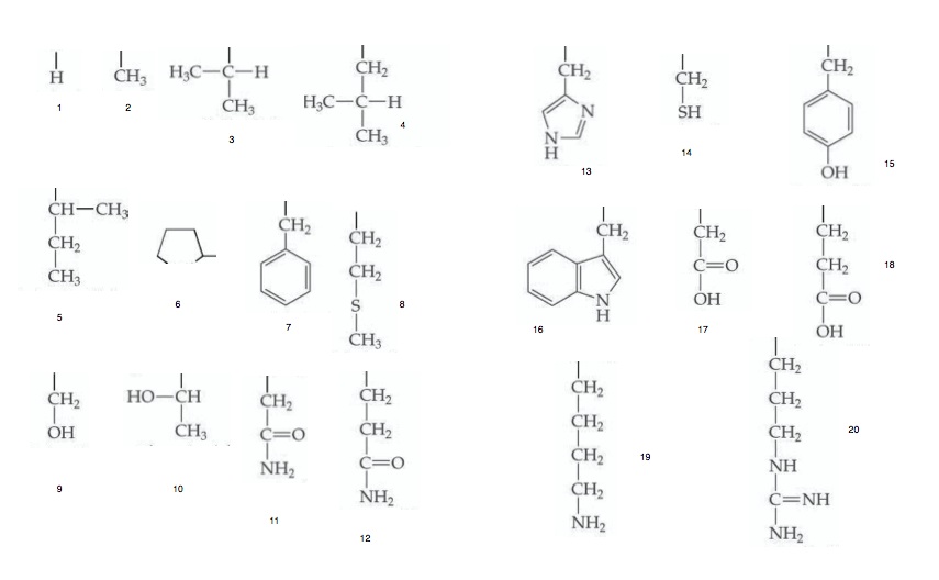 Side chains of amino acids Protein Portraits