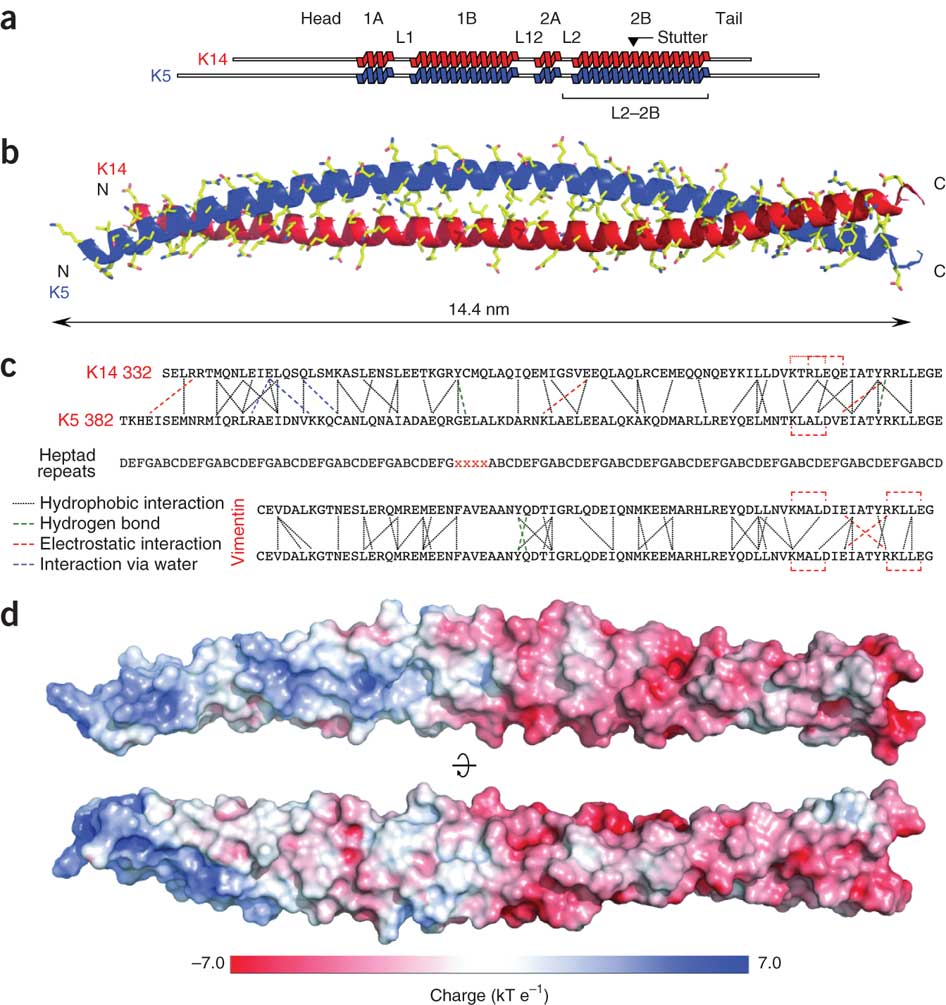 Ideas for Keratin potrayal Protein Portraits