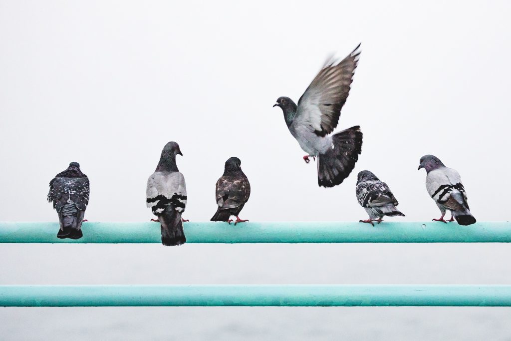 image of several birds sitting and one is moved to fly