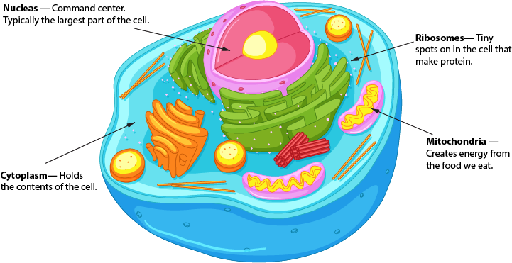 Labeled animal cell