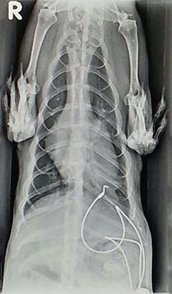 Pacemaker For Ferrett Is An OSU First « Animal Connection