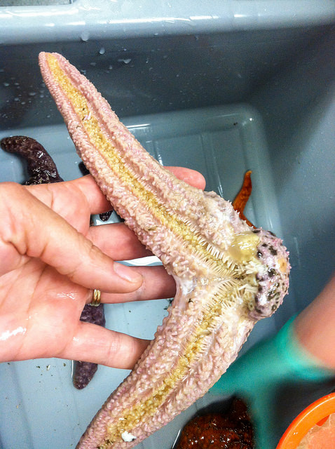 Environmental Drivers May be Adding to Loss of Sea Stars | Breaking Waves