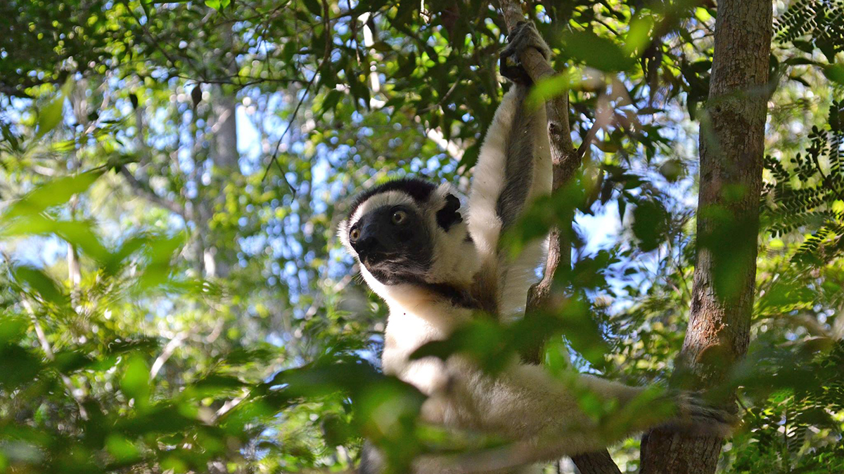 A lemur moves through the trees, photo taken from below through the leaves
