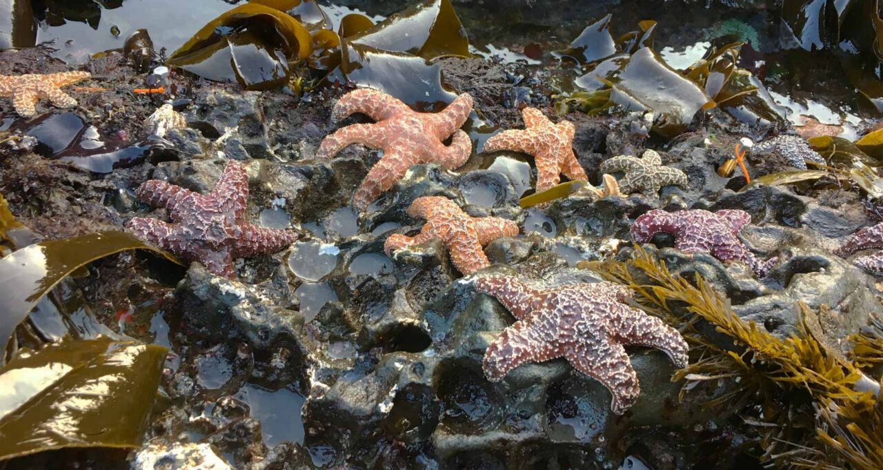 Orange and purple ochre sea stars laying on an Oregon beach in the mud and rocks