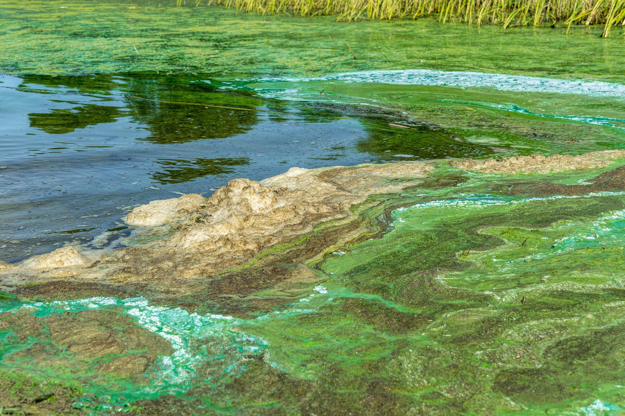 An algal bloom moves across a body of water