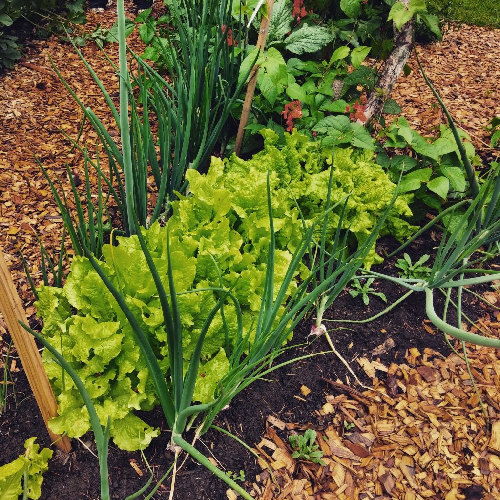 Lettuce and onions « OSU Extension Service Metroarea Master Gardener