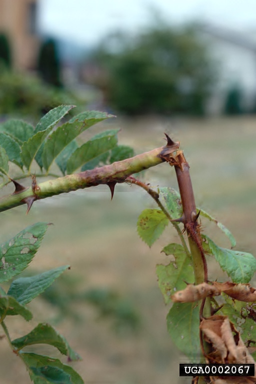 Larvae of rose stem girdlers, Agrilus cuprescens, weaken the cane which may then break.
