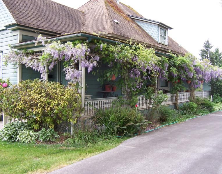 Wisteria growing on trellis surrounding house porch.