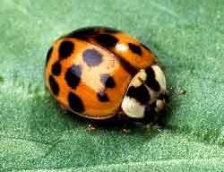 Asian Multi-colored Lady Beetle
