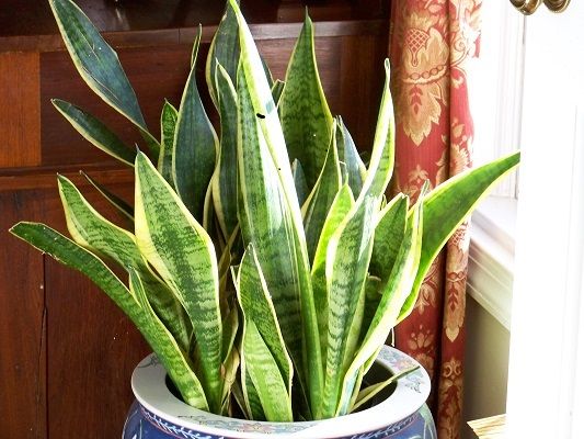 Photo of house plant, Sanservaria