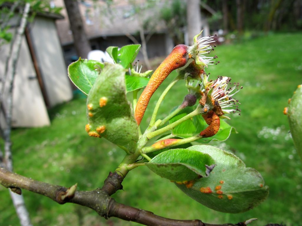 Pear Trees Rust, times 2 « OSU Extension Service Metroarea Master