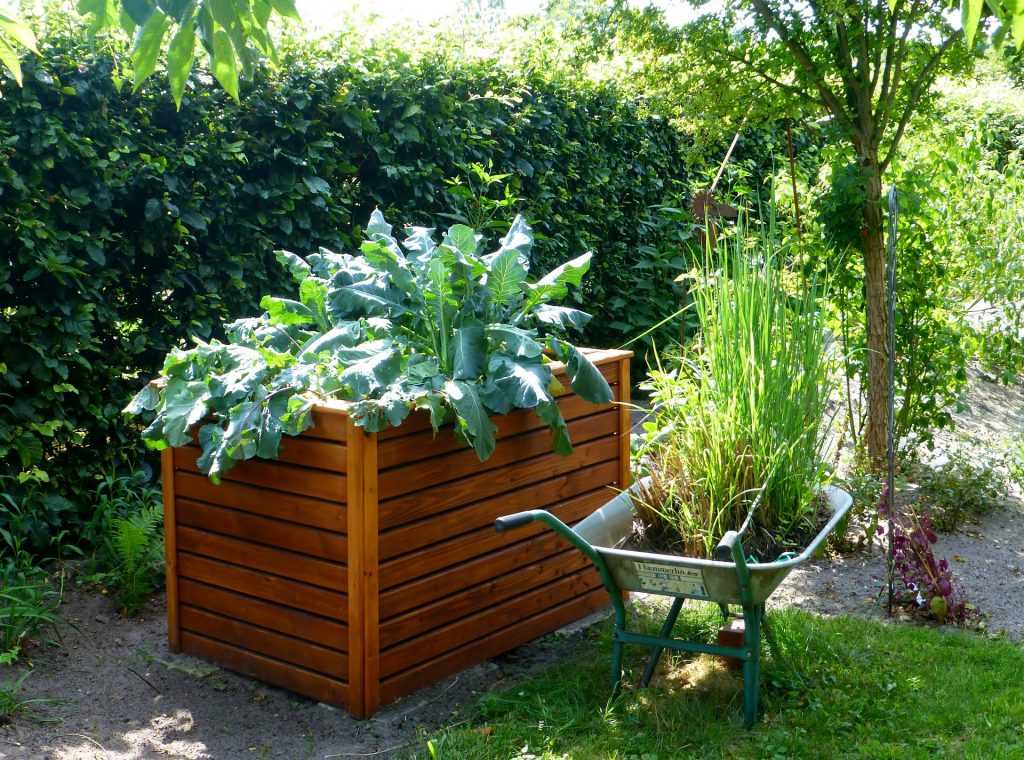 raised garden bed with leafy vegetables, a wheel barrel alongside the raised bed. The wheel barrel is filled with plants.