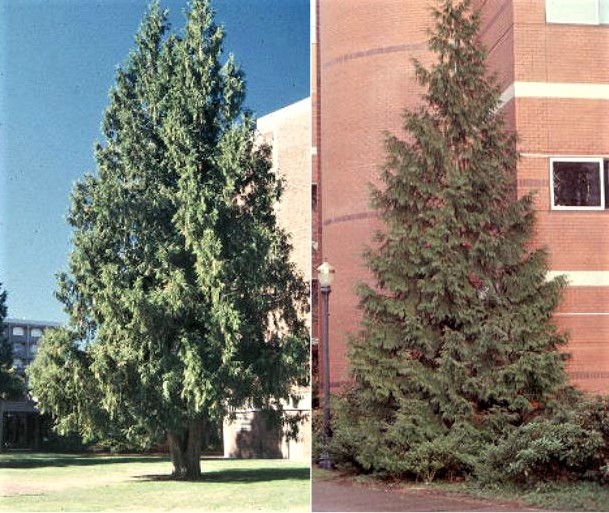 Two Western Red Cedars at the Oregon State University campus