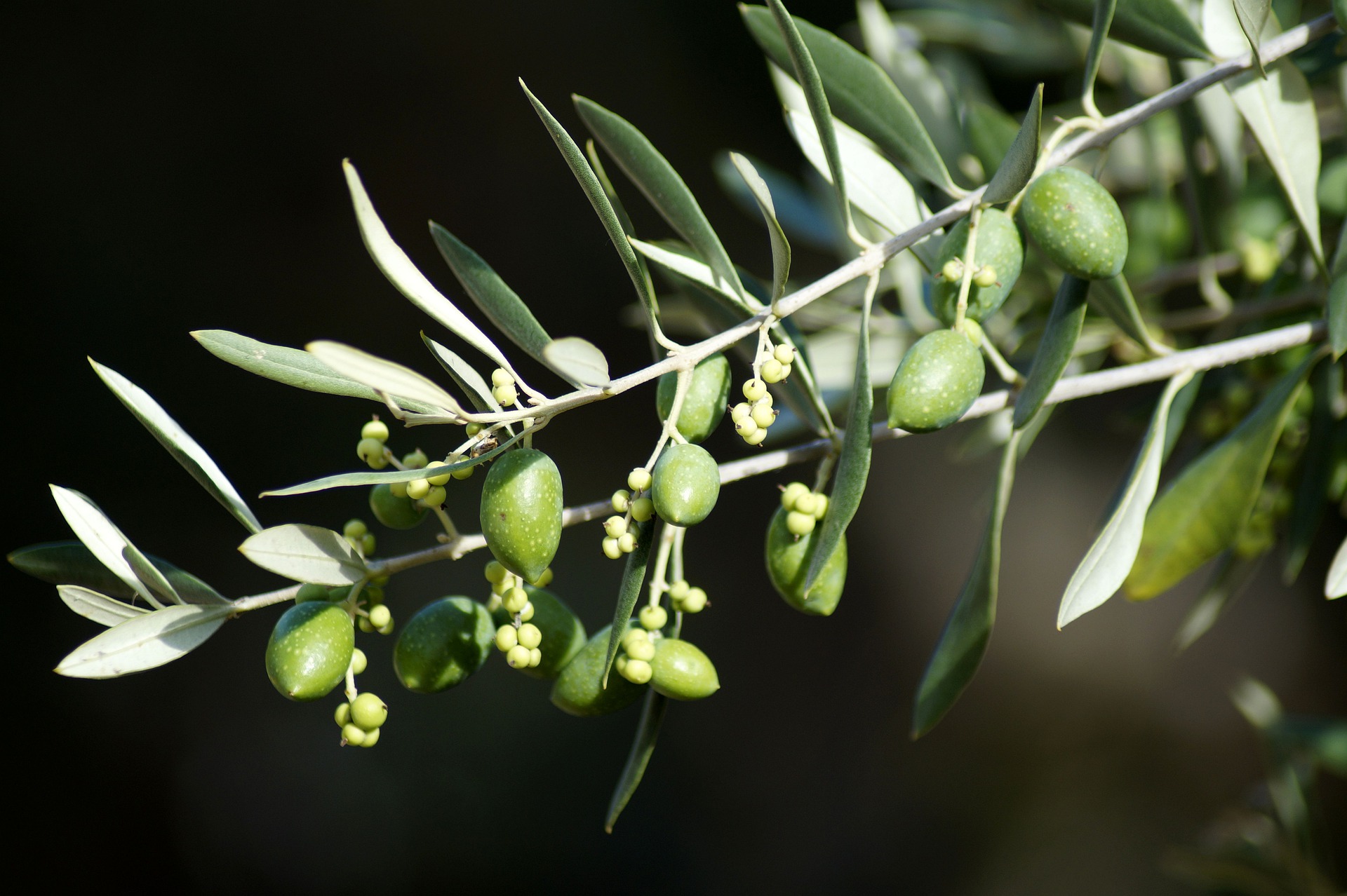 Branch with olives hanging from the branch