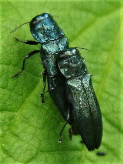 Blundering Gardener: Waging war against the Japanese beetle – Twin