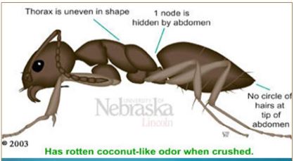 Illustration of odorous house ant, Tapinoma sessile; lateral view. A key identification character is the small petiolar node hidden by the anterior portion of the abdomen. 