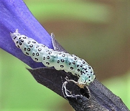 Larva of Southern Pink Moth, aka Salvia Budworm, Pyrausta inornatalis on the base of a bud of a Salvia plant