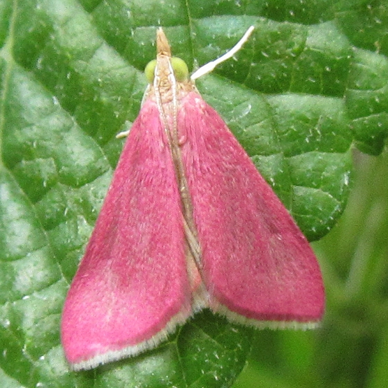 Adult Southern Pink Moth, Pyrausta inornatalis