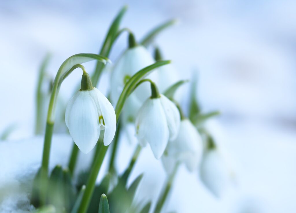 Snowdrop flowers emerging out of snow.