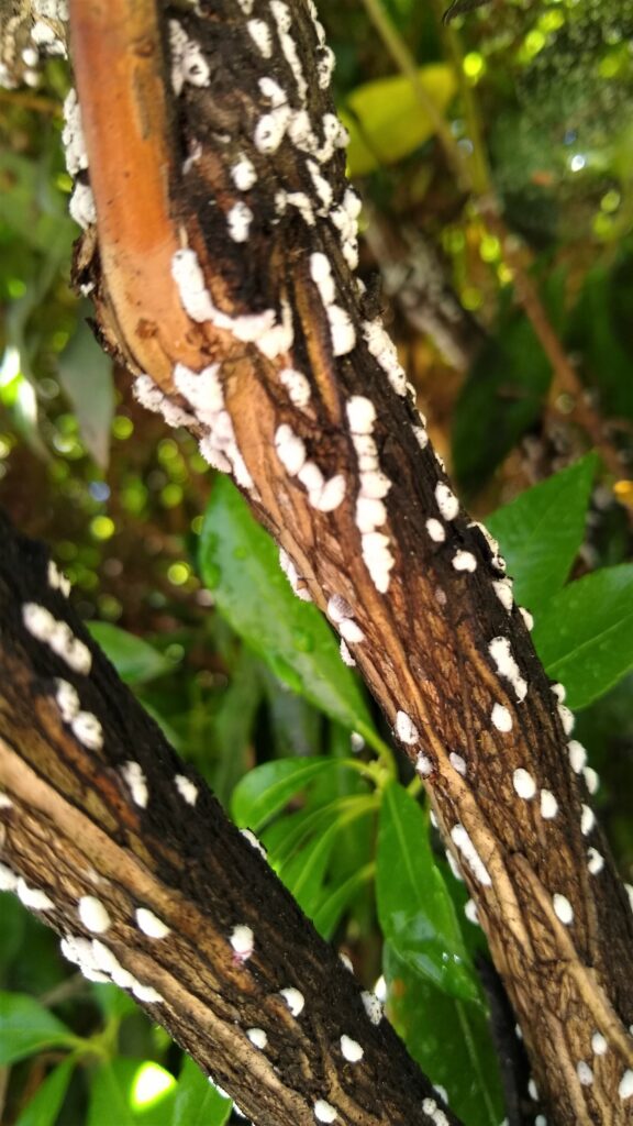 Azalea Bark Scale on branch of shrub.