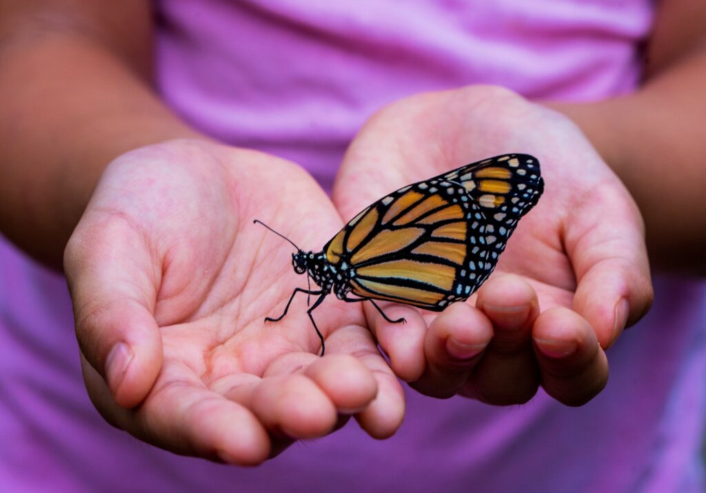 Child's hands cupped with a butterfly sitting in the hands.