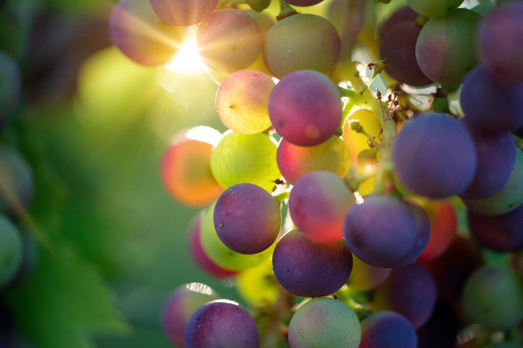 Sunlight shining through a bunch of green and purple grapes.