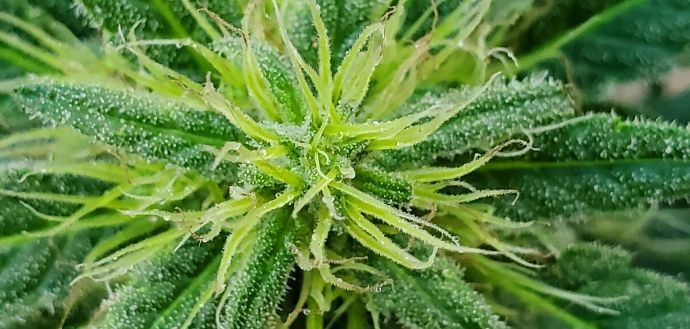 generic image of marajuana open graph