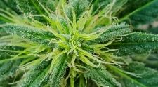 College students use more marijuana in states where it’s legal, but they binge drink less