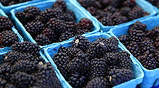 Produce-buying incentive program a win-win for Oregon consumers and farmers