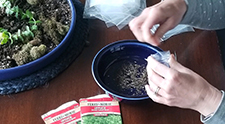 OSU Extension’s Food Hero to distribute 80,000 seeds as part of Grow This! Oregon Garden Challenge