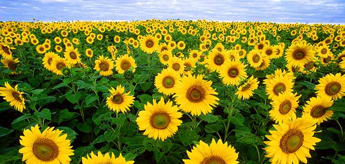 sunflowers are rich with vitamin E