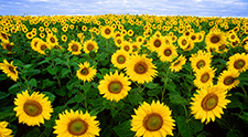 Study shows vitamin E needed for proper nervous system development