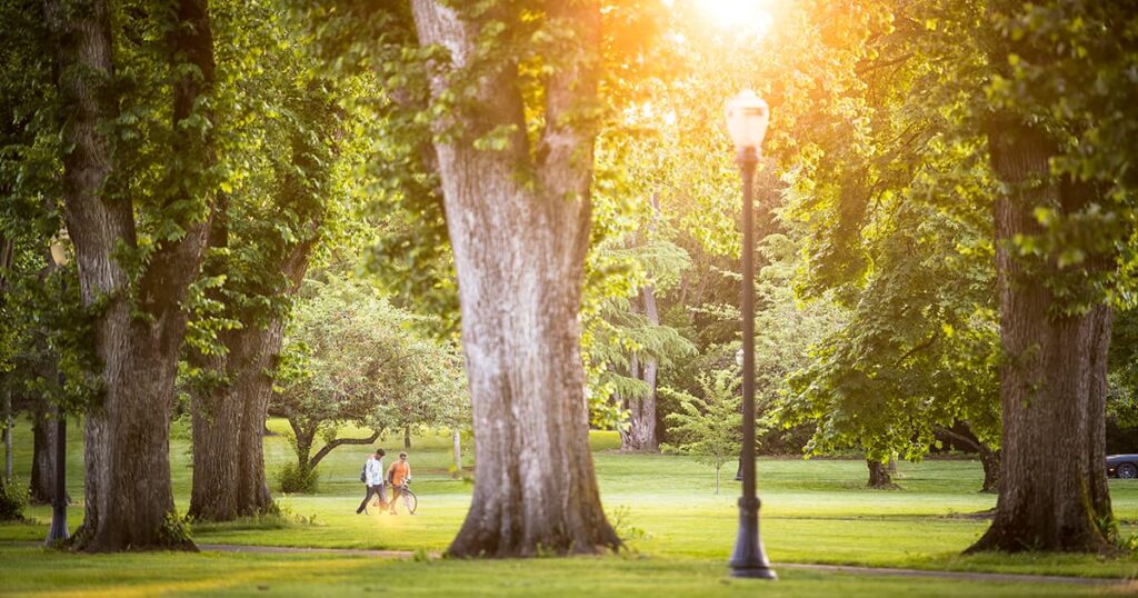 sunlight comes through trees on Oregon State University's Corvaliis campus