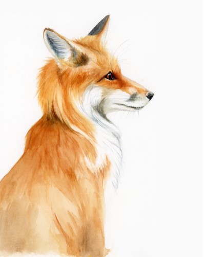 Watercolor of a fox by Lizzy Ragan