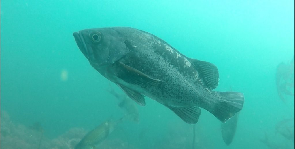 Rockfish screen shot Geospatial Ecology of Marine Megafauna Laboratory