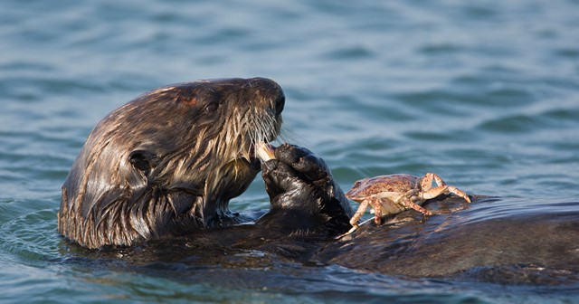 Oregon sea otter reintroduction: opinions, perspectives, and theories